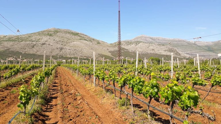 Andelic vinarija 5 768x432