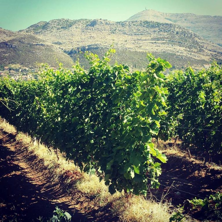 Andelic vinarija 7 768x768