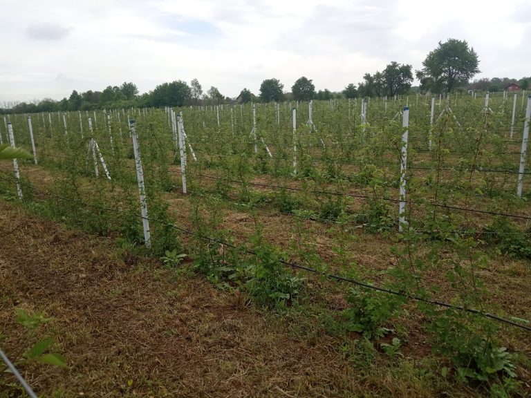 Berry Tale 4 768x576