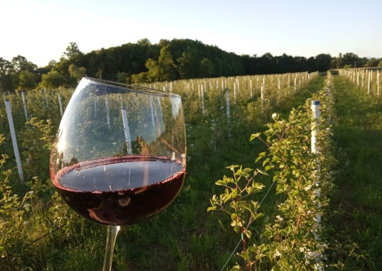 Berry Tale 5 768x544