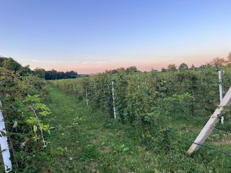 Berry Tale 7 768x576