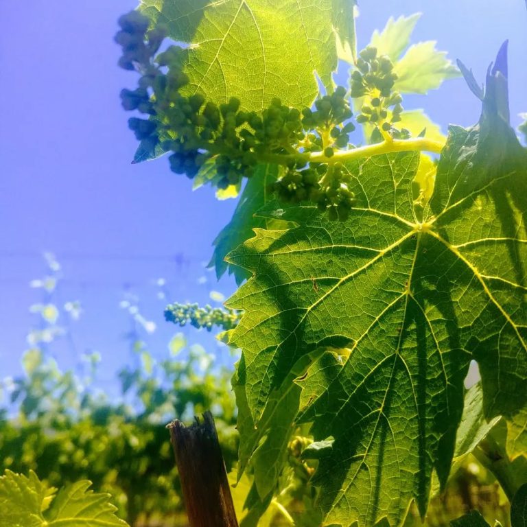 Dabic vinarija 1 768x768