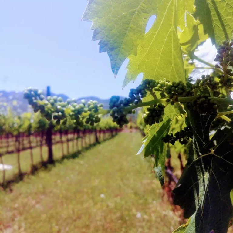 Dabic vinarija 2 768x768