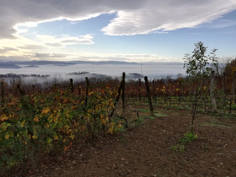 Dalmati vinarija 1 768x576