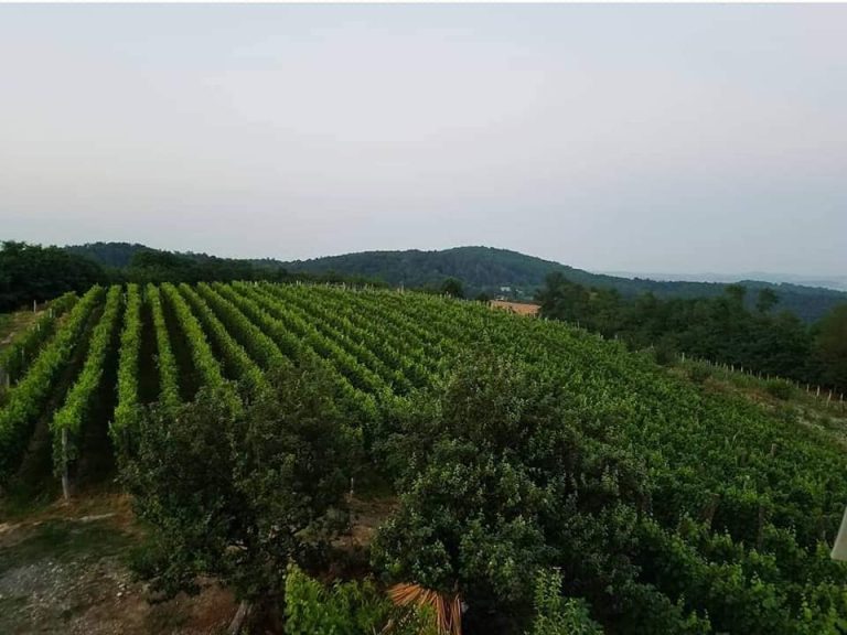 Dalmati vinarija 2 768x576