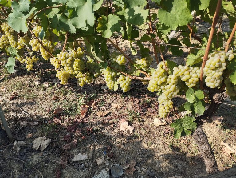 Dalmati vinarija 4 768x578