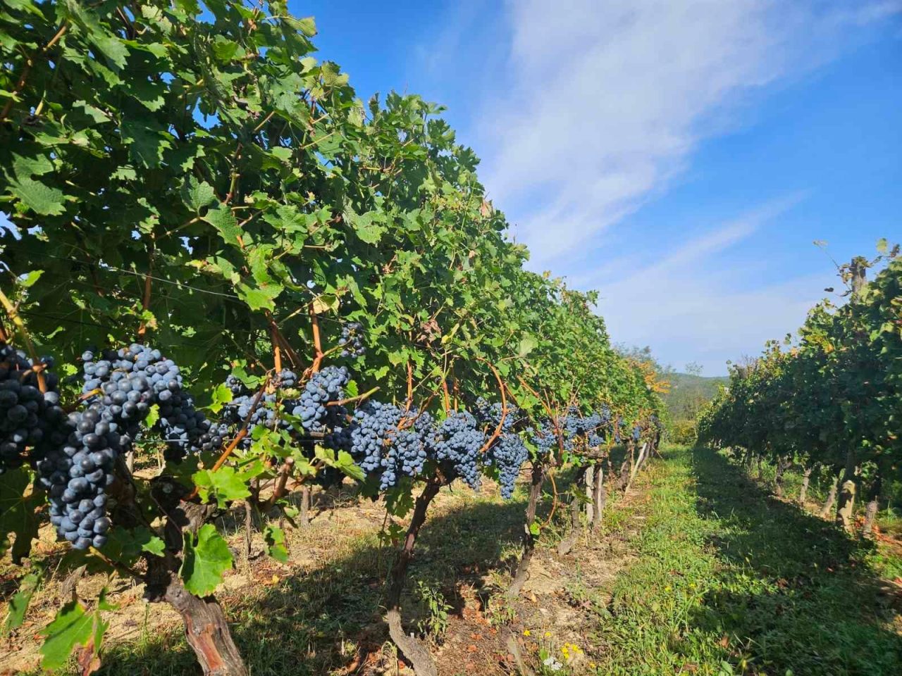 Dalmati vinarija 5 1280x960