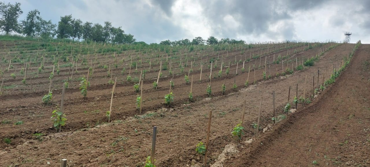 Dalmati vinarija 6 1280x577