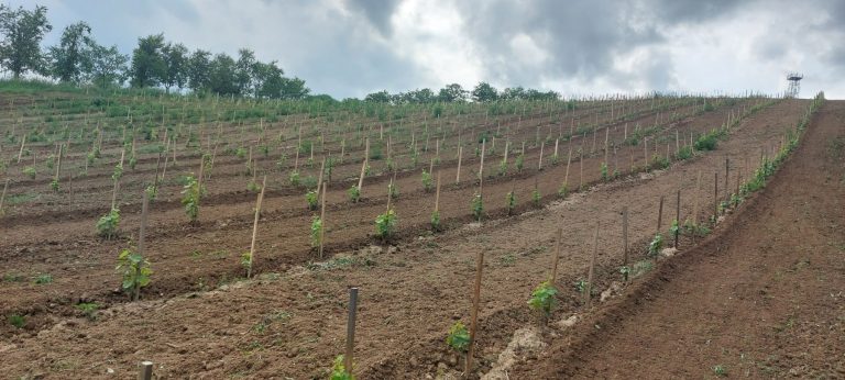 Dalmati vinarija 6 768x346