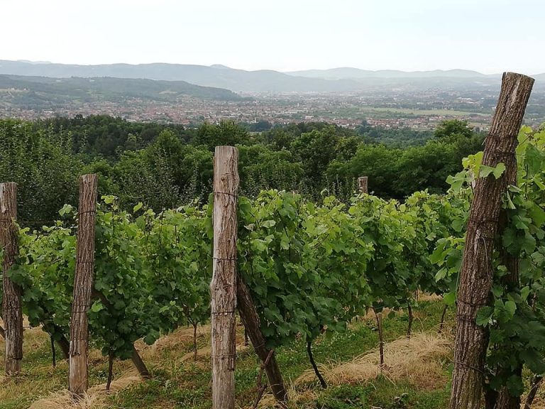 Dalmati vinarija 7 768x576