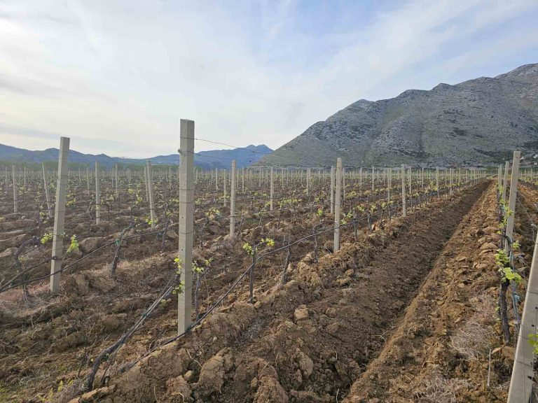 Dordan vinarija 10 768x576