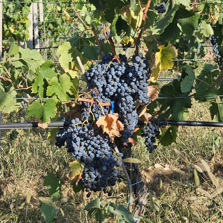 Dordan vinarija 11 768x768