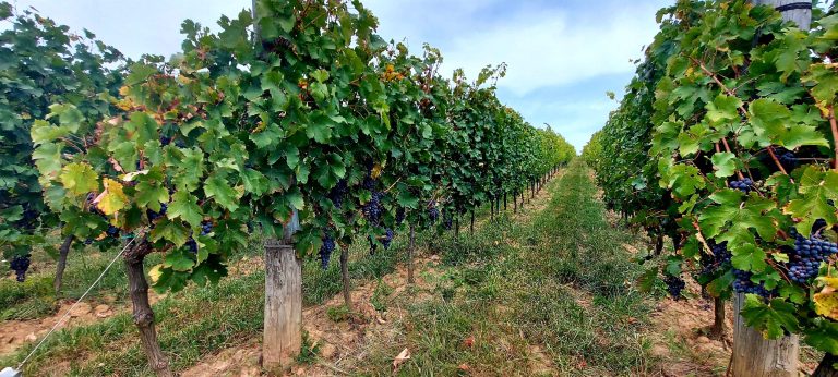 Fazan vinarija 2 768x346