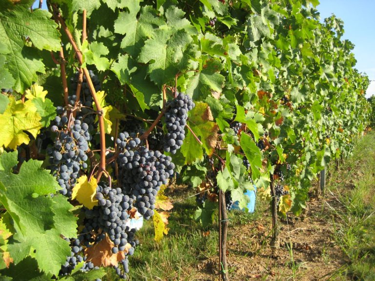 Fazan vinarija 3 768x576