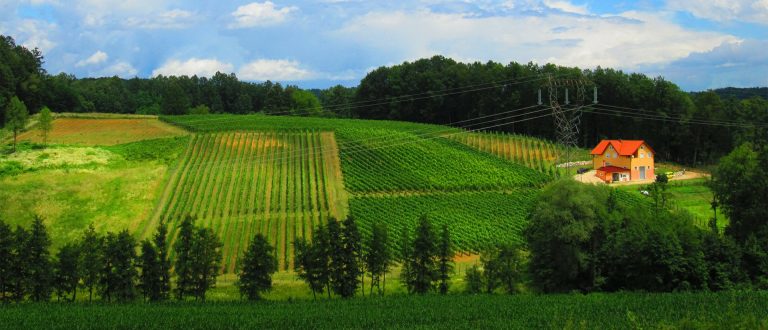 Fazan vinarija 7 768x330