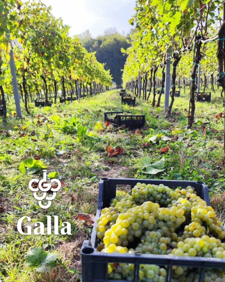 Gala vinarija 2 768x960