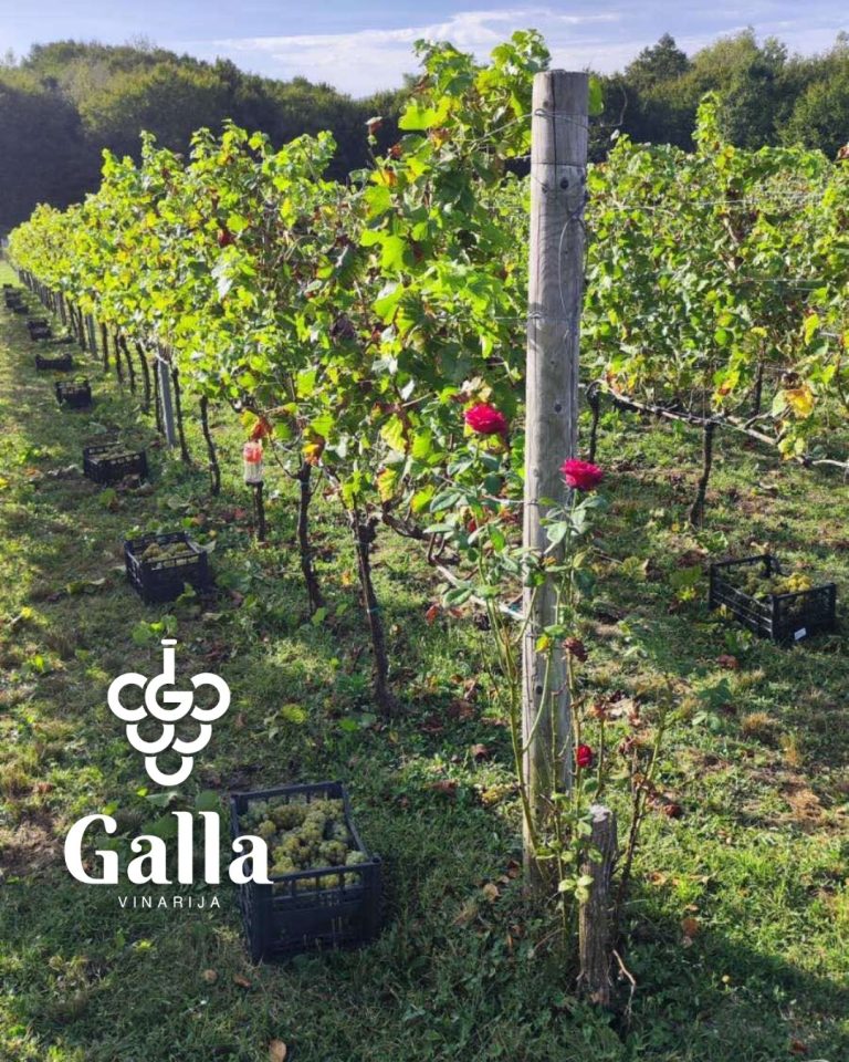 Gala vinarija 3 768x960