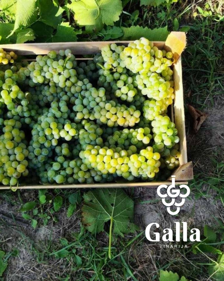 Gala vinarija 5 768x960