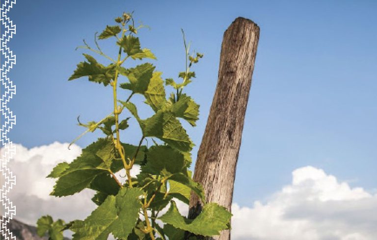 Maksimovic podrum 2 768x490