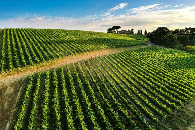 Pajic vinarija 4 768x512