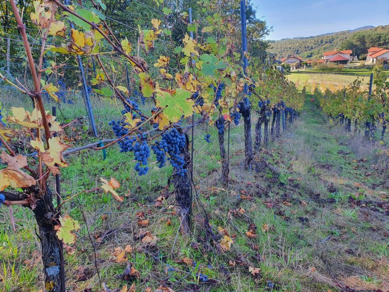 Podrum Banjalucke biskupije 4 768x576