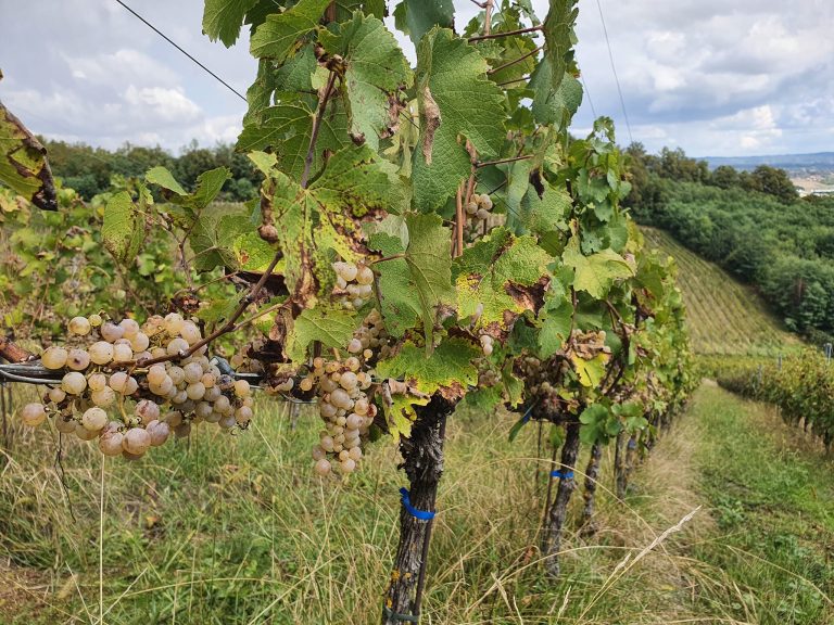 Podrum Banjalucke biskupije 5 768x576