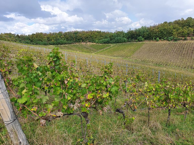 Podrum Banjalucke biskupije 6 768x576