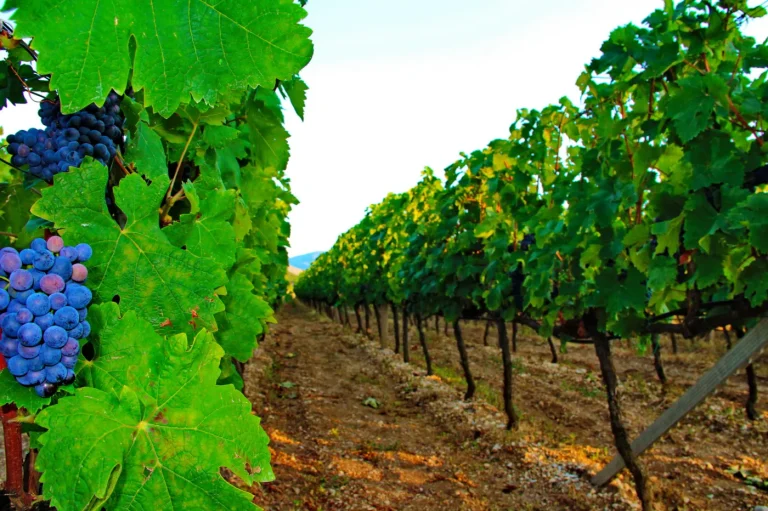 Popovac vinarija 1 768x511