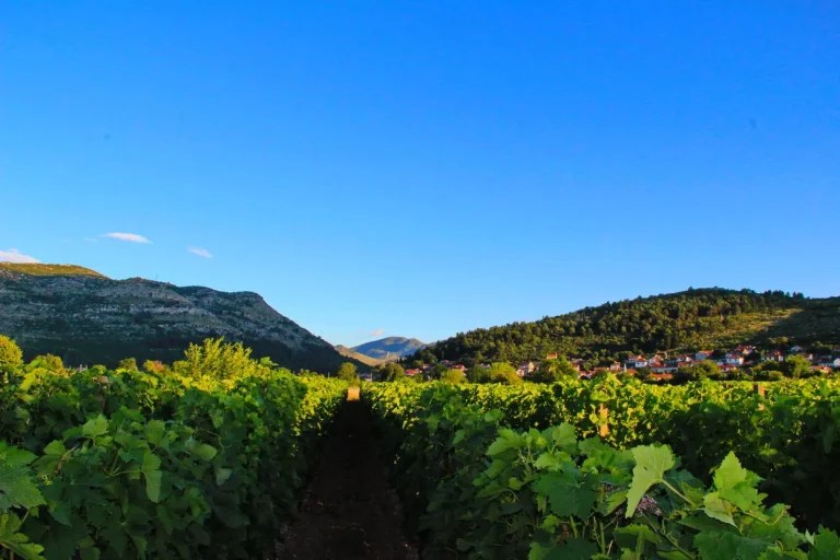 Popovac vinarija 2 768x512