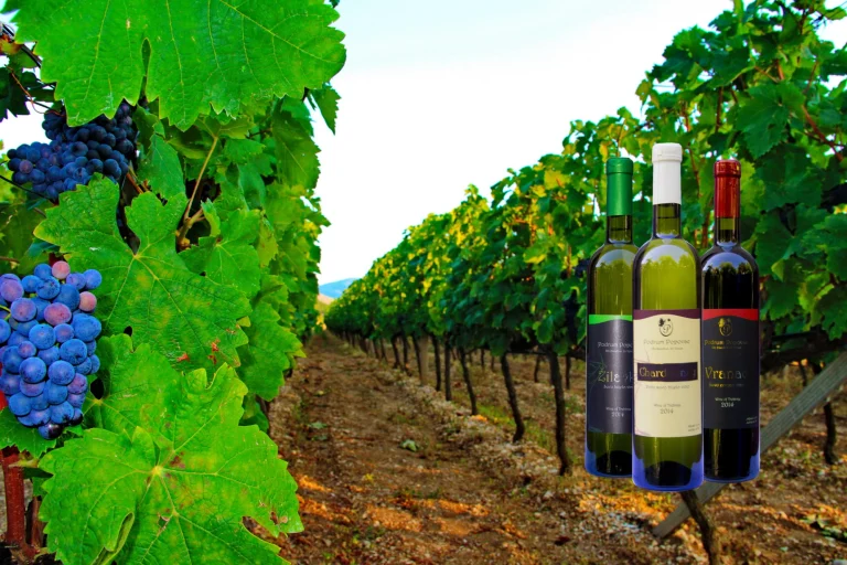 Popovac vinarija 6 768x512