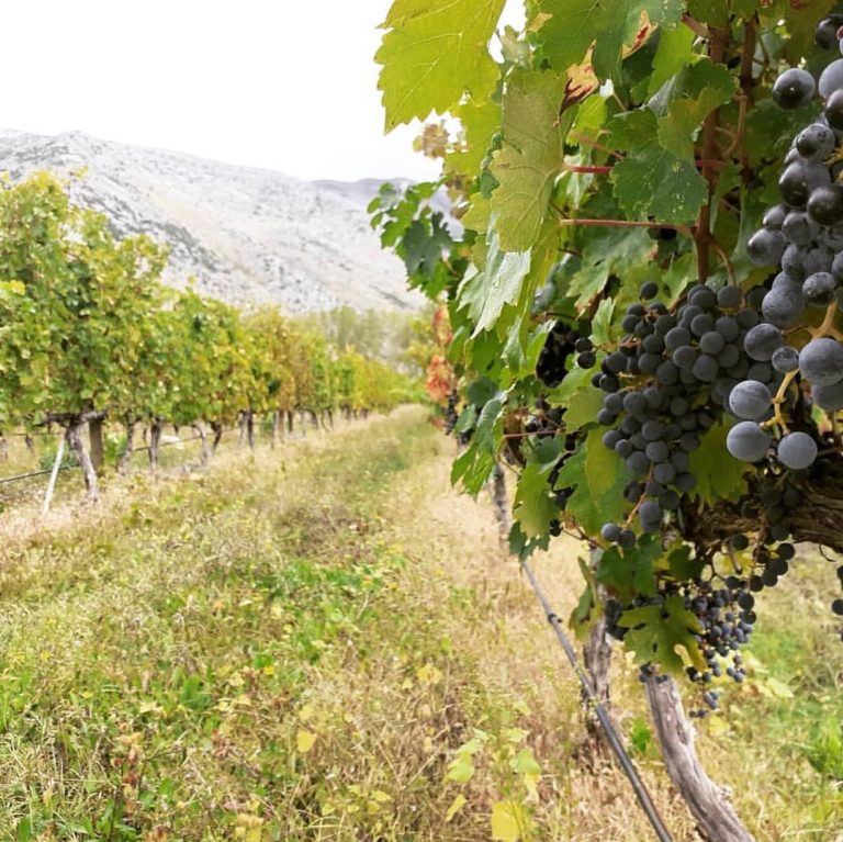 Vera vinarija 4 768x767