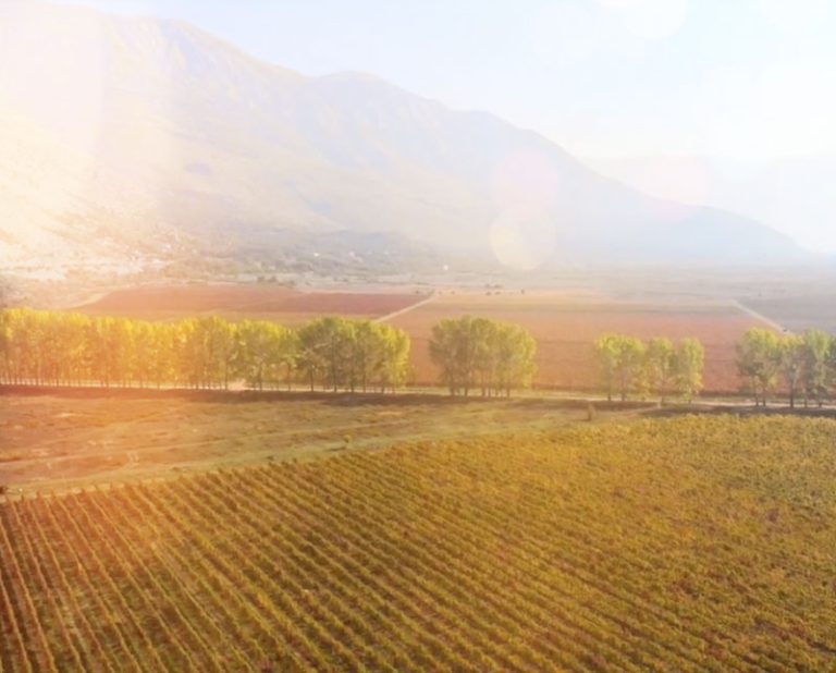 Vera vinarija 7 768x618