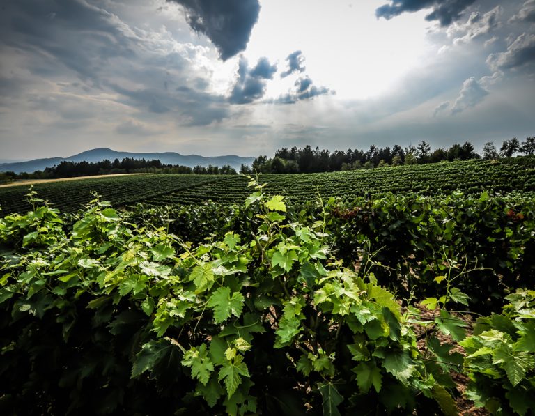 Vinarija Jungic 1 768x597