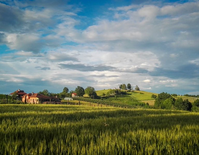 Vinarija Jungic 768x597